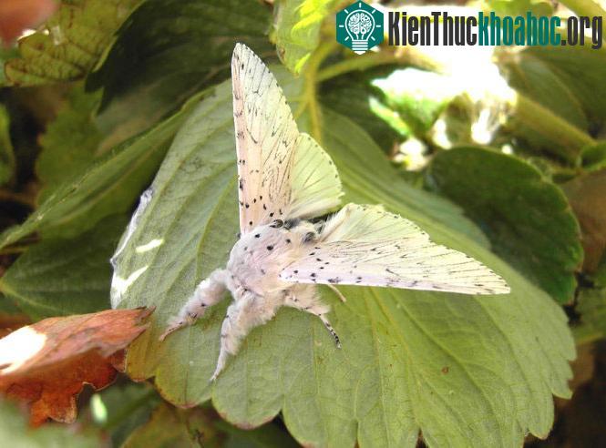 Bướm Cerura Vinula