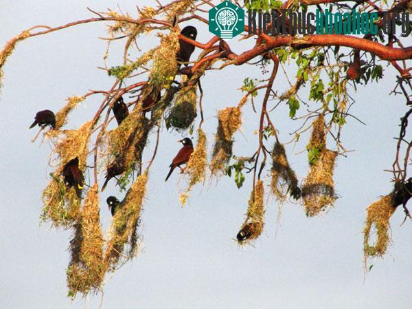 Tổ chim vàng anh Montezuma - trông như những chiếc túi trên cây
