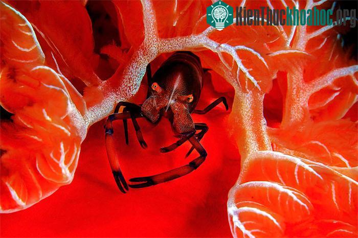 Tôm Hoàng đế ở Hồng Hải, Marsa Alam, Hy Lạp.