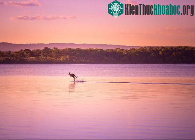 Đi trên nước. Ảnh chụp ở Queensland, Úc - (Ảnh: Dave Kan)