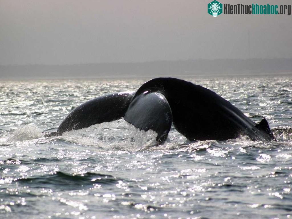 Chèo thuyền kayak ở vịnh Fundy ở New Brunswick, Nova Scotia. Rất có thể bạn sẽ gặp một con cá voi lưng gù.