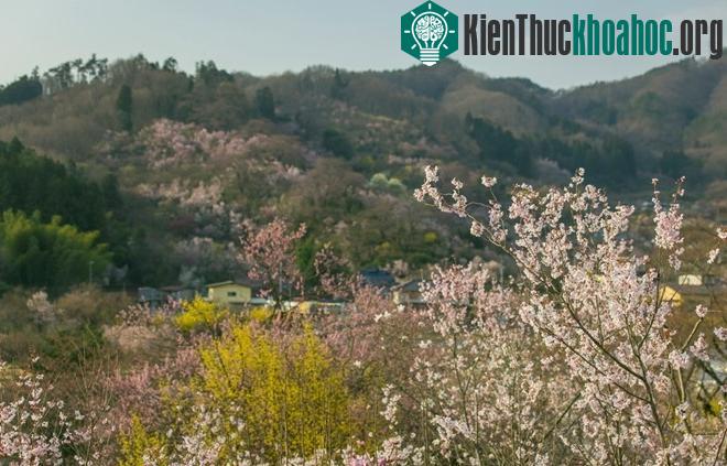 Xuân về tiết trời ấm áp. Khung cảnh một sớm trong công viên cũng thật thanh bình.
