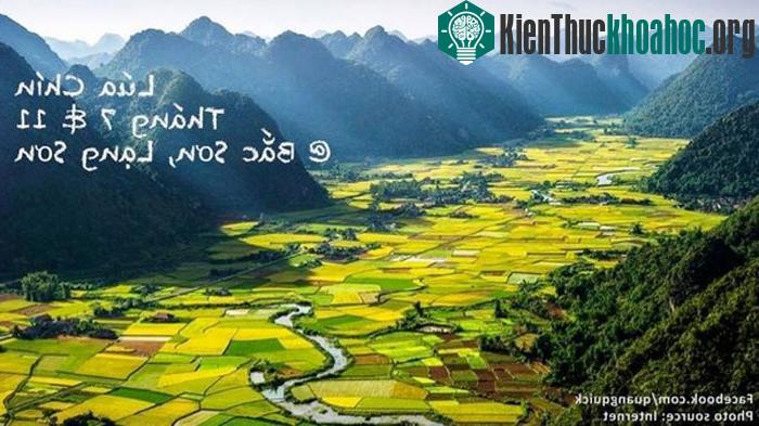 "Lúa tại đây được trồng làm nhiều vụ và đan xen lẫn nhau. Bạn sẽ thấy khung cảnh ruộng đang cấy, ruộng đã chín vàng. Ở Bắc Sơn do địa hình bằng p...