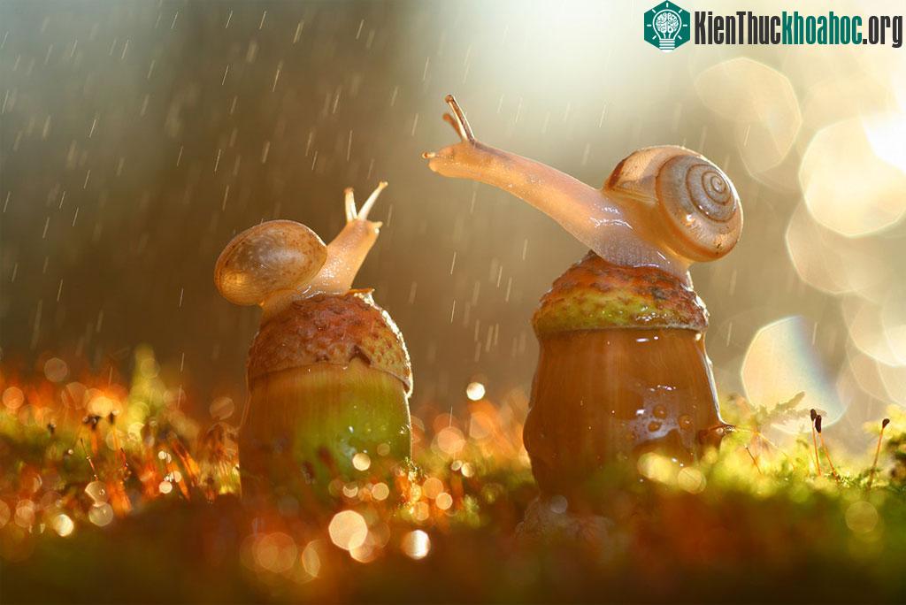 Khoảnh khắc các loài động vật hoang dã nô đùa dưới trời thu ảnh 18