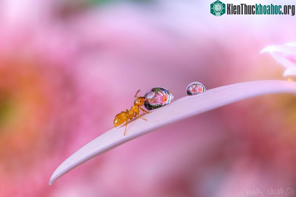 "Đứng hình" với bộ ảnh đẹp long lanh: Giọt sương và con kiến ảnh 18