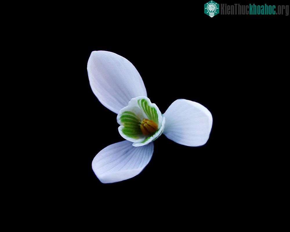 Hết thảy mọi loài đều e sợ lời của họ, duy nhất của có hoa xuyên tuyết là dũng cảm chống lại.