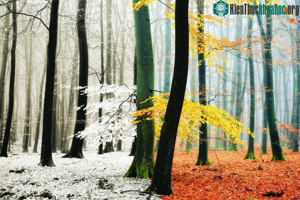 Ngắm những hình ảnh tuyết rơi mùa đông đẹp nhất trên khắp thế giới ảnh 18