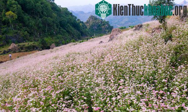 Hà Giang rực rỡ mùa hoa tam giác mạch