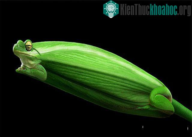 Những hình ảnh ngộ nghĩnh từ động vật và thực vật- ảnh 18