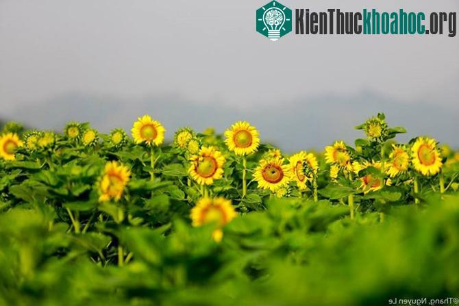 (Ảnh: Kiên Nguyễn).
