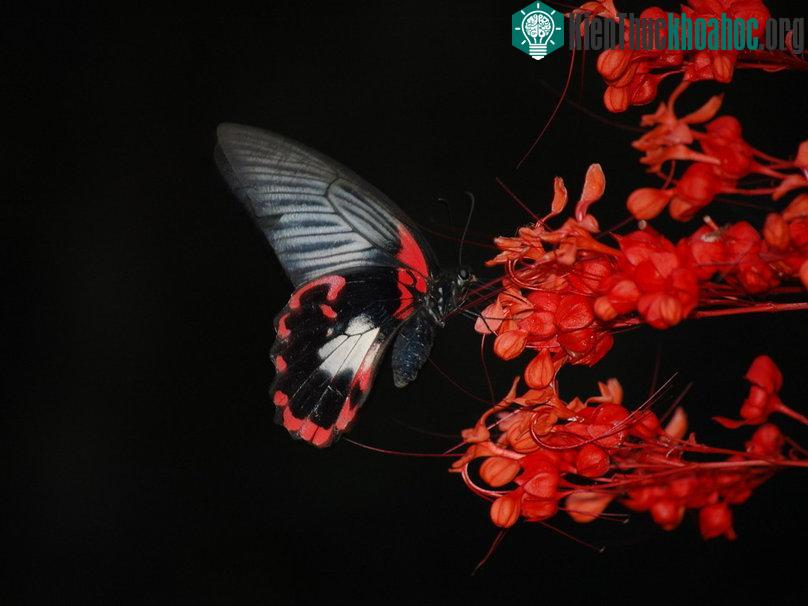 Những loài bướm xinh đẹp