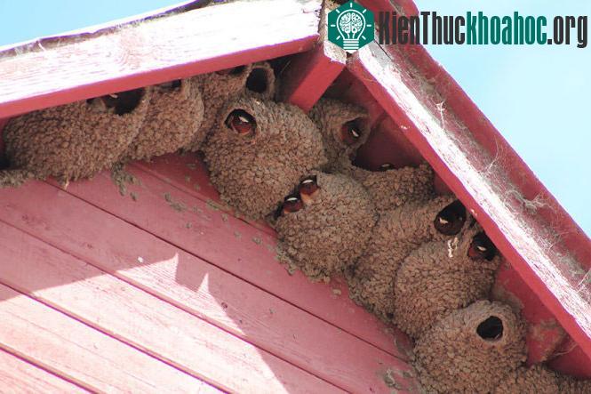 Đẹp sững sờ kiến trúc của những “kiến trúc sư” động vật