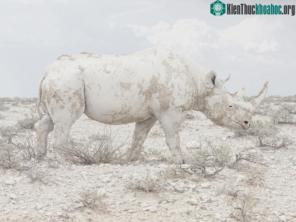 Con tê giác và khung cảnh hoang mạc của Namibia trở nên ấn tượng qua hiệu ứng ánh sáng và màu sắc