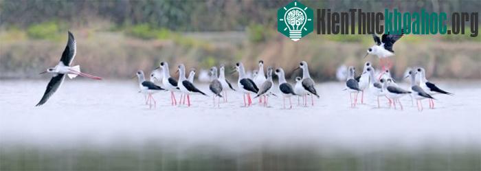 Câu chuyện của những loài chim ảnh 19