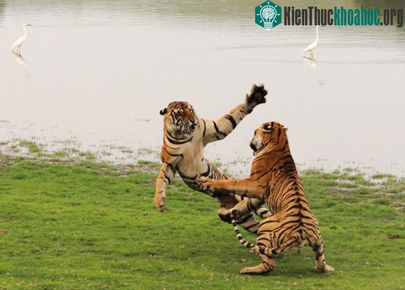 Flying princess - Tác giả: Vedang Vadalkar. Hình ảnh này được ghi lại vào một buổi chiều ở nơi bảo tồn hổ Ranthambore, tại Ấn độ khi chúng đang chơi đ...