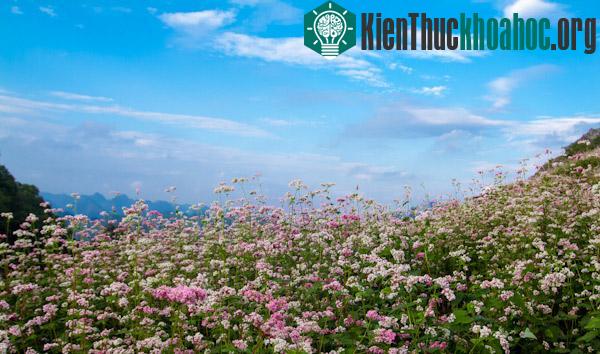 Hà Giang rực rỡ mùa hoa tam giác mạch