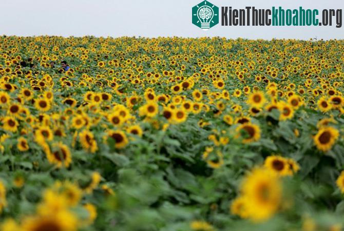 Những "mùa thu vàng" đẹp mê mẩn ở ngay Việt Nam
