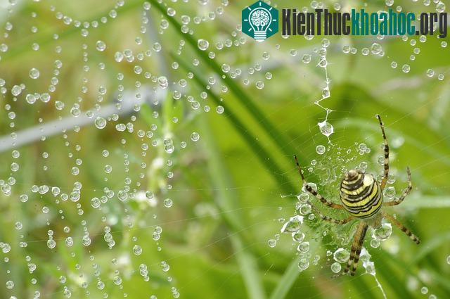 Sự kỳ diệu của mạng nhện trong tự nhiên