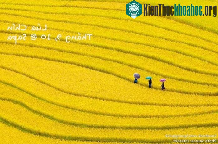"Những thửa ruộng bậc thang ở bản làng Tả Phìn, Lao Chải, Bản Hồ, Trung Chải...đã có hàng trăm năm nay đuợc những bàn tay của người Hà Nhì, người...