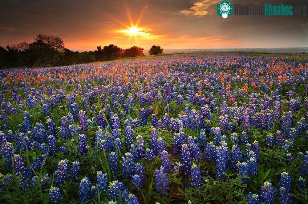 Texas