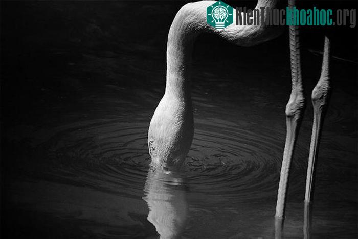 Câu chuyện của những loài chim ảnh 20