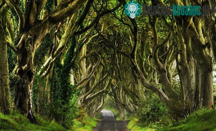 Hàng rào Trung cổ ở Bắc Ireland