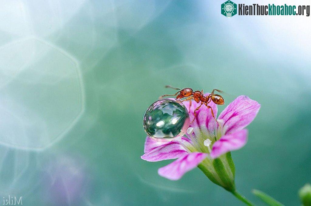 "Đứng hình" với bộ ảnh đẹp long lanh: Giọt sương và con kiến ảnh 20