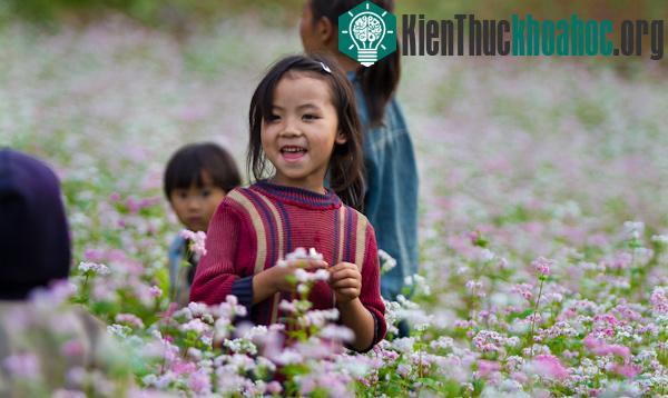 Hà Giang rực rỡ mùa hoa tam giác mạch