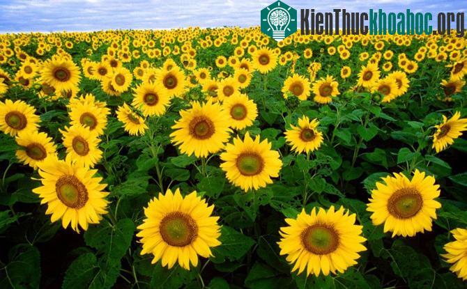 Những "mùa thu vàng" đẹp mê mẩn ở ngay Việt Nam