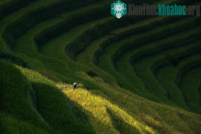 Sững sờ trước những ruộng bậc thang đẹp nhất trên khắp thế giới- ảnh 20