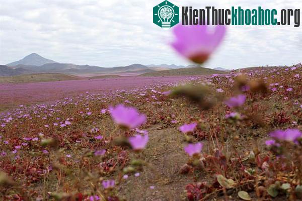 Sa mạc khô cằn "sống dậy" phủ đầy hoa hồng