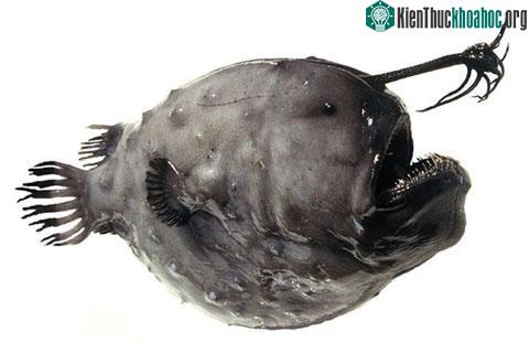 Những con cá kỳ dị nhất hành tinh ảnh 2