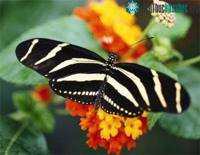 Những loài bướm xinh đẹp