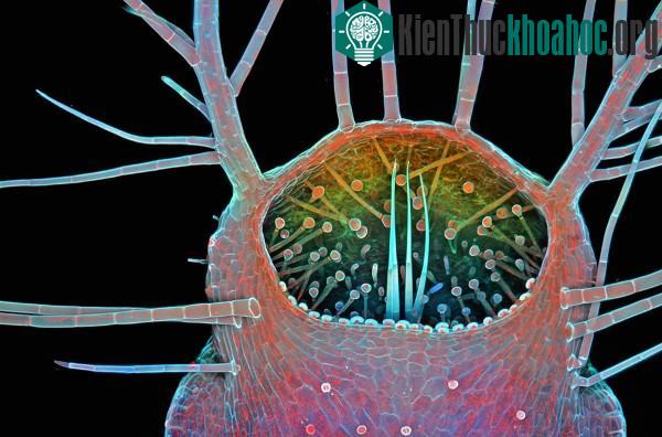 Những tác phẩm đáng kinh ngạc dưới góc nhìn của kính hiển vi