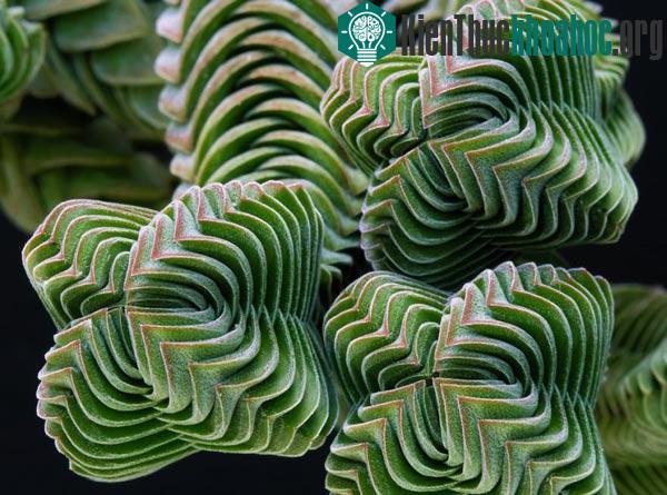 20 loài cây với hoa văn hình học kì ảo làm bạn mê mẩn- ảnh 3