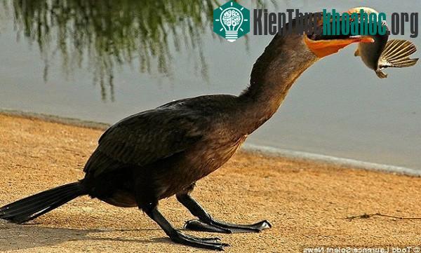 Chim cốc nuốt chửng cá hỏa tiễn dài nửa mét