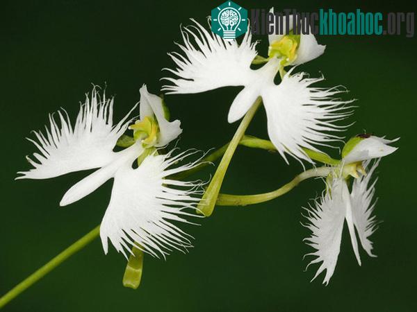 Cận cảnh loài hoa lạ hình chim hạc sải cánh tuyệt đẹp