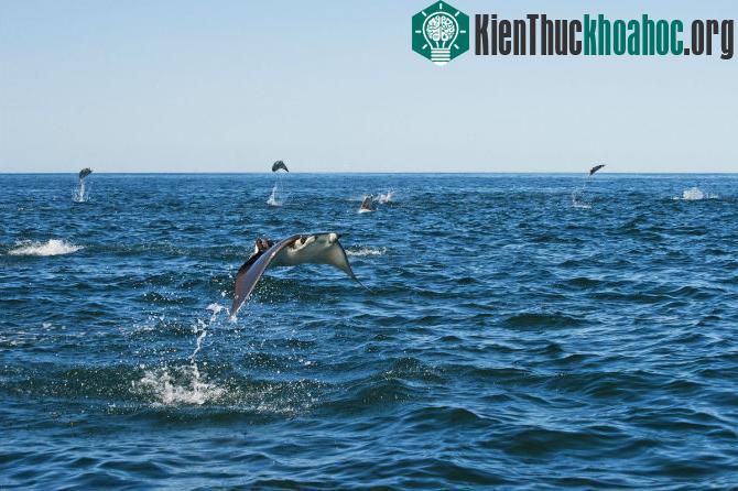 Những bức ảnh thú vị ghi lại cảnh cá đuối bay lên không trung