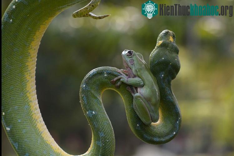Thót tim xem ếch cả gan leo cổ trăn khổng lồ