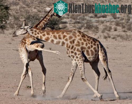 Chùm ảnh: Cuộc đấu sống còn của động vật hoang dã