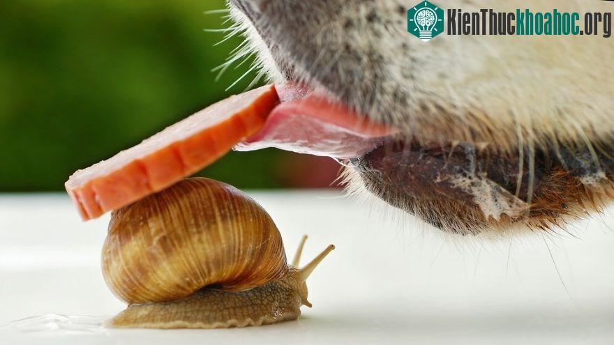 Ngắm chùm ảnh đẹp như thiên thần của ốc sên