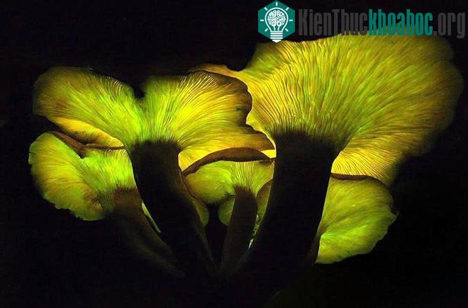 Nấm phát quang có thể phát ánh sáng xanh suốt 24 giờ mỗi ngày, nhưng nhìn rõ nhất vào ban đêm.