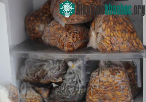 Nhộng tằm là ký chủ để cấy nấm giống