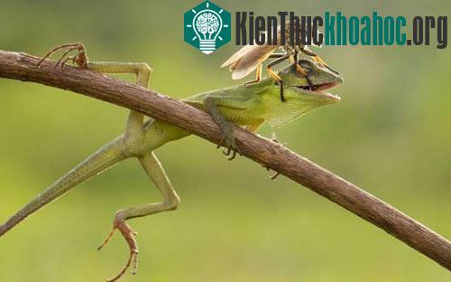Ruồi vô tình đậu trên đầu một con thằn lằn đang nằm nghỉ trên cành cây ở Sambas, West Kalimantan, Indonesia.