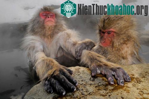 Khỉ tuyết ngâm mình trong hồ nước nóng trên núi Nagano, Nhật Bản.