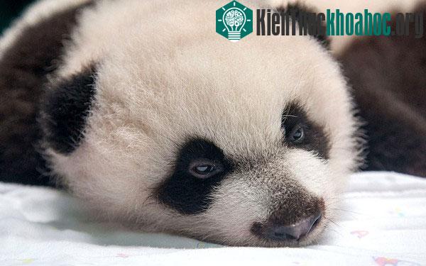 Hình ảnh siêu dễ thương của gấu trúc sinh ba đầu tiên trên thế giới