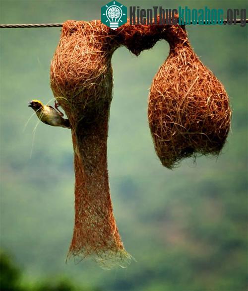 Chim sẻ Baya thường xây tổ treo ở những cành cây đầy gai hoặc treo lơ lửng trên mặt nước, khiến động vật ăn thịt khó tiếp cận chúng. Những cái tổ này được xây khá tỉ mỉ và có vẻ ngoài đẹp đẽ, thanh...