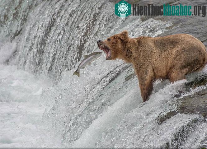 "Há miệng chờ cá". Ảnh chụp tại Công viên quốc gia Katmai, Alaska, Mỹ - (Ảnh: Aaron Baggenstos)