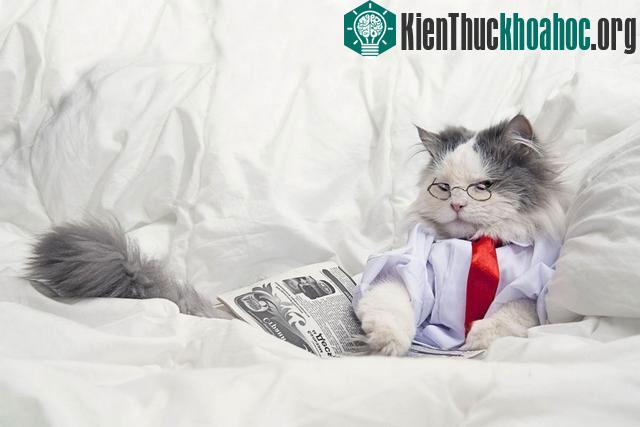 Phút thư giãn của chú mèo với quyển sách trên giường ngủ