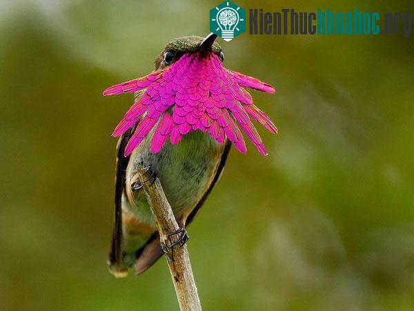 Chim ruồi cổ đỏ tím thẫm
